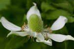 Tall thimbleweed